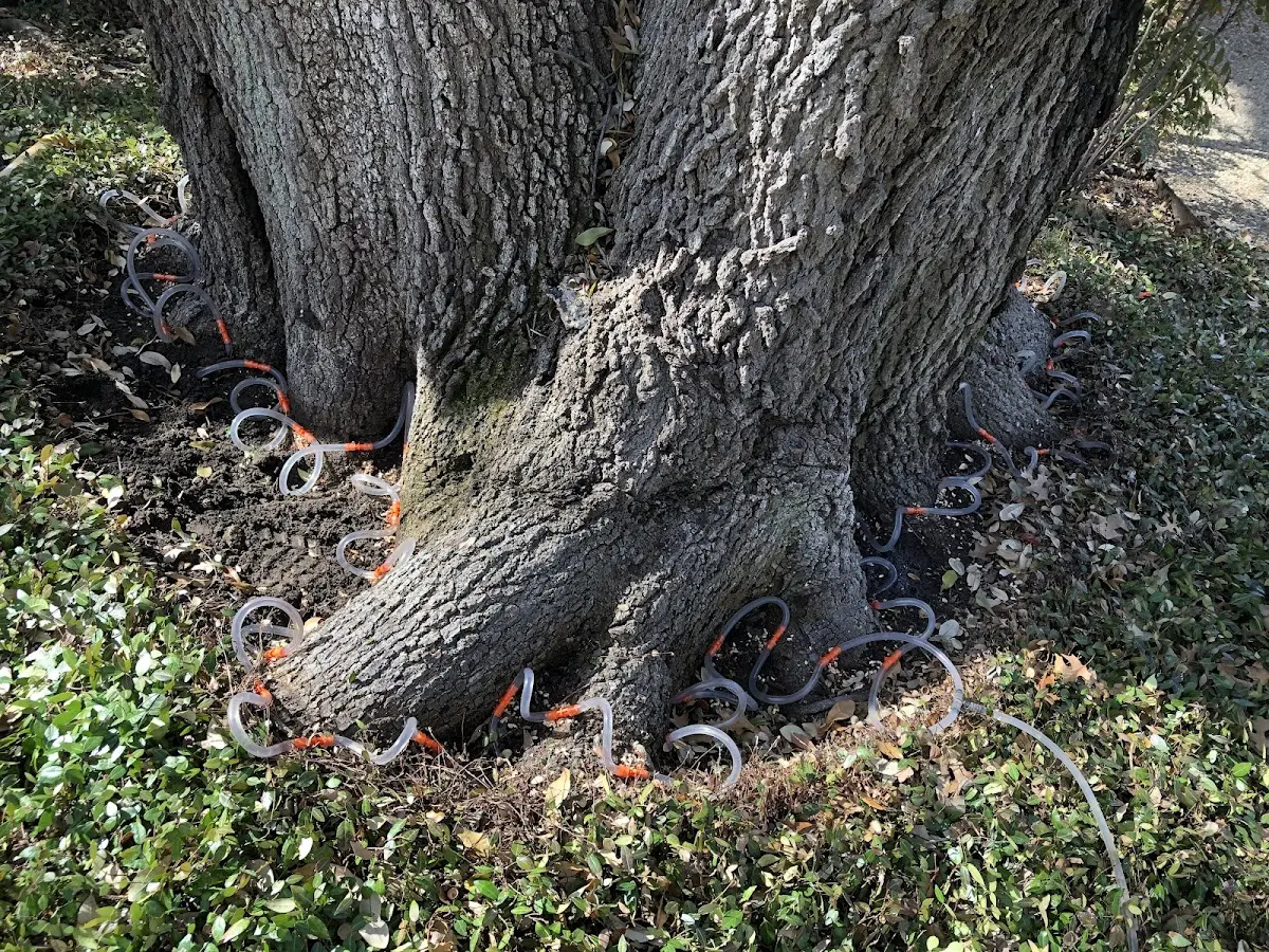 Detailed Tree Cabling and Bracing job site in Lahmansville