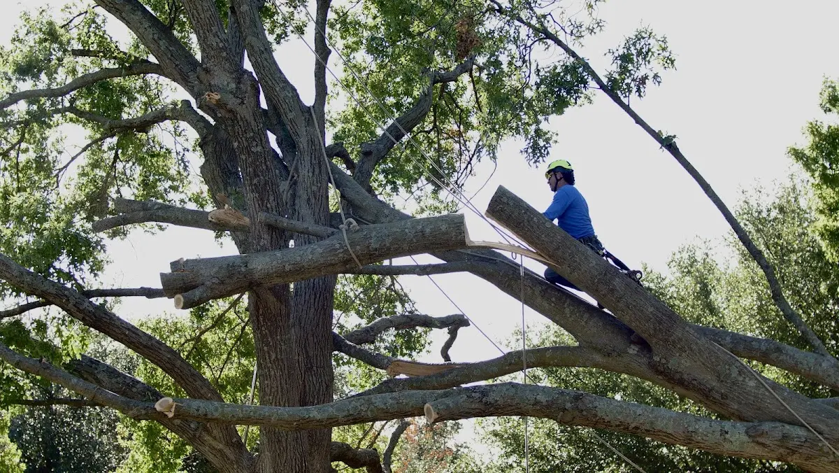 Professional Hazardous Tree Removal performed by certified arborists in Lahmansville